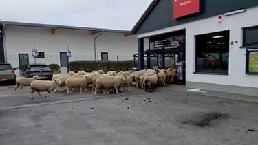 Ovelhas fogem do rebanho e invadem supermercado na Alemanha  