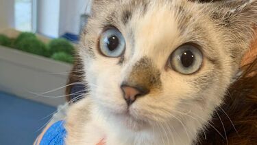 Gata bebé queimada em forno e presa uma semana em garagem de Barcelos