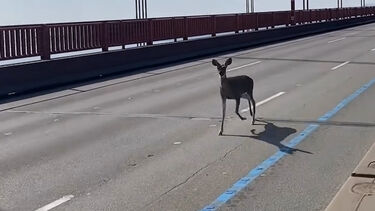 Pequeno veado perdido atravessa a Golden Gate Bridge e pára o trânsito em São Francisco 