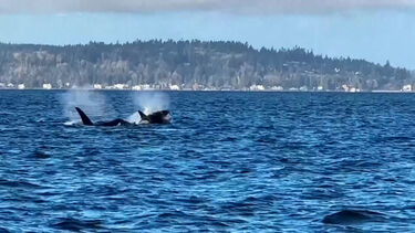 Orcas encantam junto a Seattle