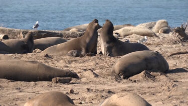 Focas-elefantes na Califórnia: pesos pesados da natureza aparecem ao longo da costa