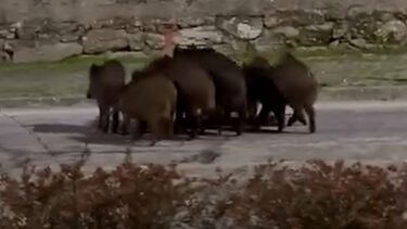 Grupo de javalis avistado na Guarda 