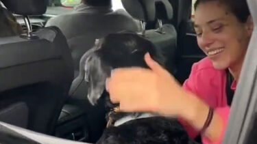 Encontrado cão desaparecido após colisão entre comboios em Córdoba. Veja as imagens 