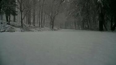 Neve deixa Serra da Lousã pintada de branco e corta várias estradas na zona
