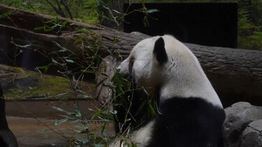 Últimos dois pandas do Japão vão para a China devido às tensões entre os dois países 