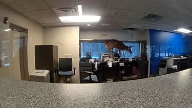 Veado invade banco em Nova Iorque e provoca o caos  