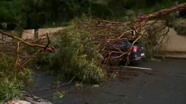 "Fiquei assustada": condutora relata momento em que árvore atingiu carro onde seguia em São Domingos de Benfica