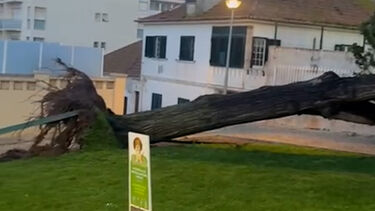 Árvores de grande porte tombadas no centro da Ericeira devido ao mau tempo  