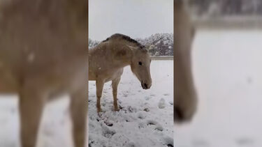 Foi assim que uma égua reagiu ao ver neve esta manhã em Espanha 