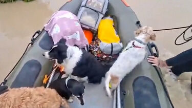 Autoridades resgatam cães e gatos presos nas cheias em Espanha 