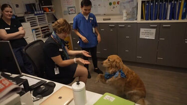 Cão de terapia alegra pacientes em unidade de cuidados paliativos na Austrália 