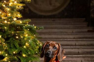 Uma patuda de 'sangue azul'. Família Real Sueca apresenta a nova mascote, Bonnie