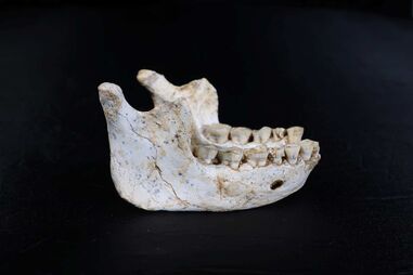 Mandíbula de hominídeo descoberta em Marrocos tem 773 mil anos