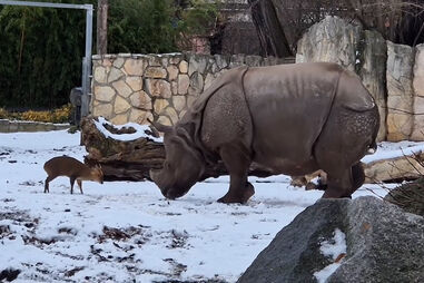 Momento insólito: pequeno veado desafia grande rinoceronte na Polónia 