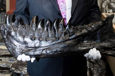 Parte de um Tyrannosaurus rex