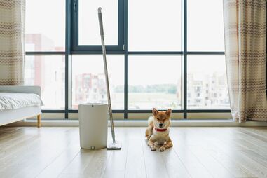 Quer manter a casa limpa e cheirosa, sem deixar o patudo doente? Este artigo é para si!