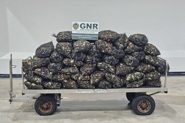 GNR apreendeu mais de uma tonelada de crustáceos e bivalves na Murtosa