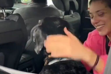 Encontrado cão desaparecido após colisão entre comboios em Córdoba. Veja as imagens 