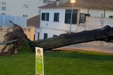Árvores de grande porte tombadas em Mafra devido ao mau tempo  