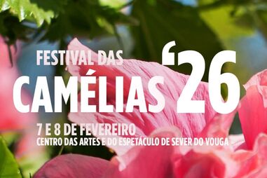 Festival das Camélias em Sever do Vouga a 7 e 8 de fevereiro