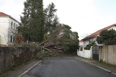 Destruição causada pela depressão Kristin em Castelo Branco