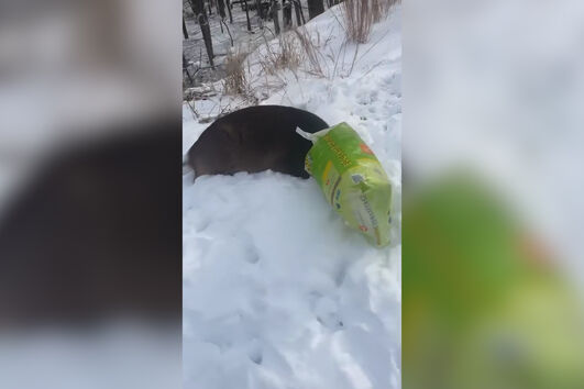 Alerta para “suspeito mascarado” termina com resgate de veado com saco preso na cabeça