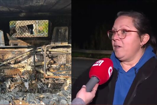 "Puro ato de vandalismo": donos de horta vandalizada em Loures apresentaram queixa na PSP