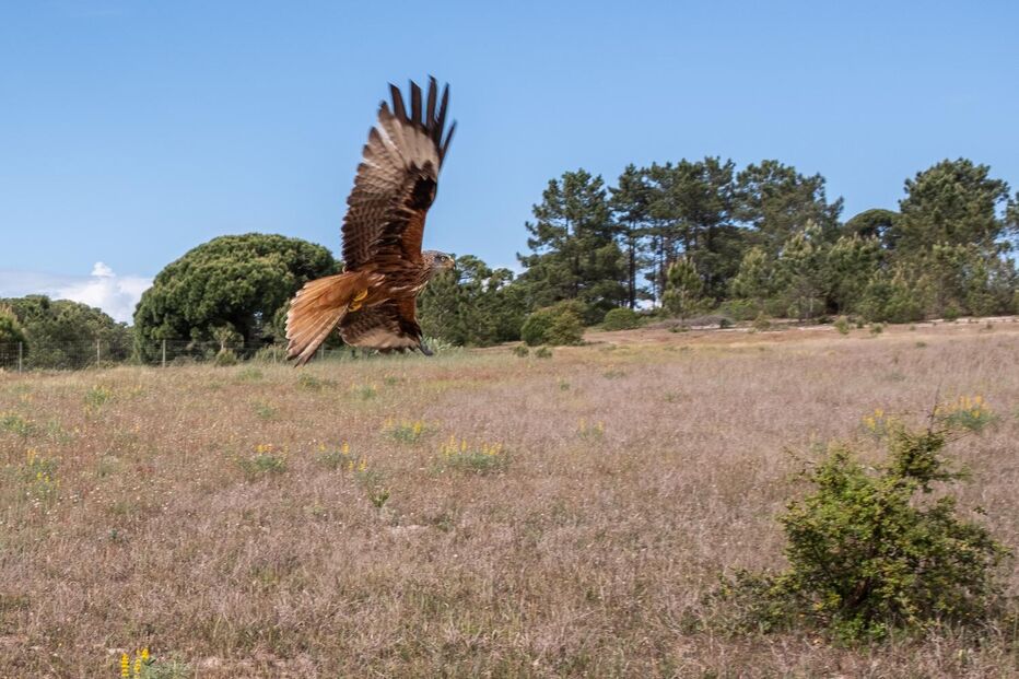Milhafres-reais mortos encontrados em Leomil, Guarda, investigados pelo ICNF e GNR