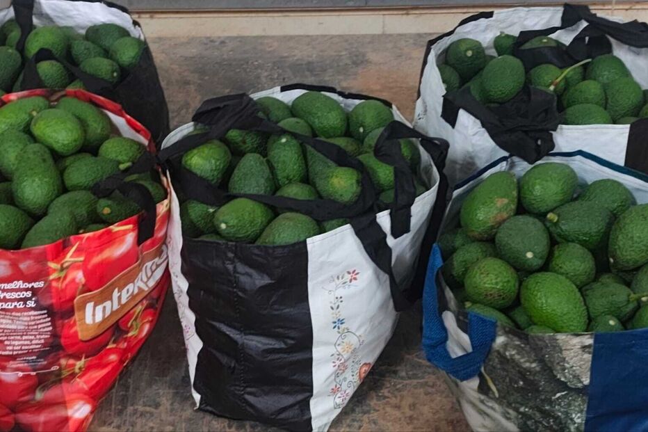 Sacos cheios de abacates frescos, prontos para consumo