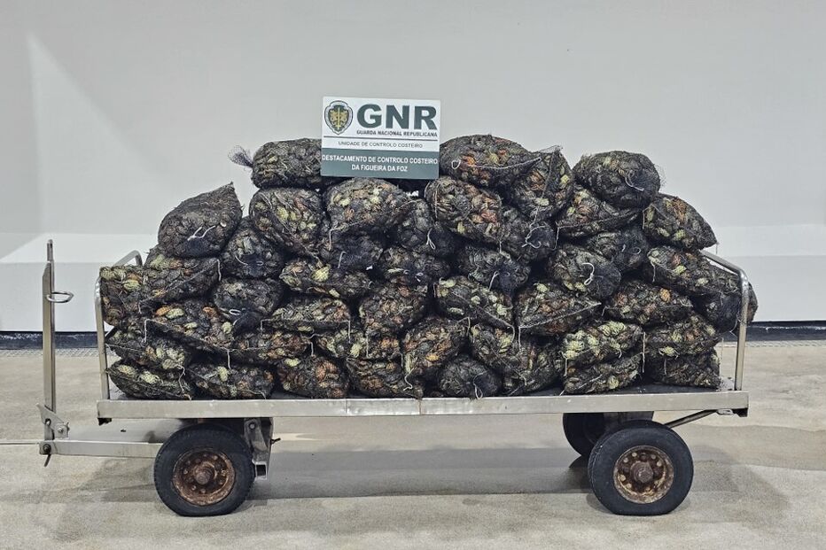 GNR apreendeu mais de uma tonelada de crustáceos e bivalves na Murtosa