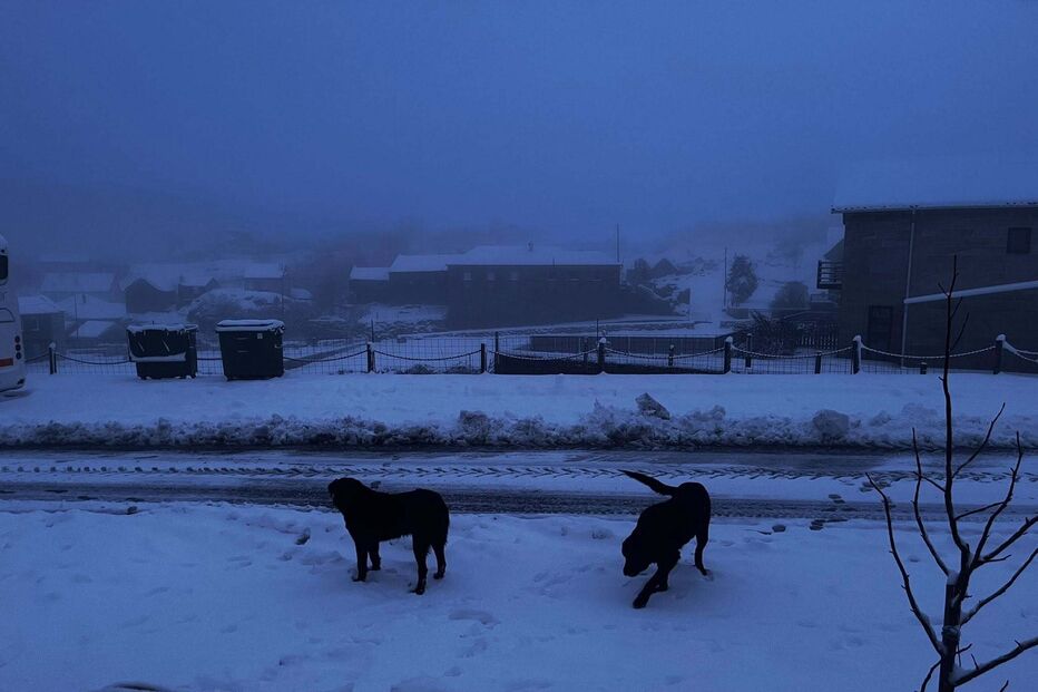 Cães na neve com paisagem urbana ao fundo
