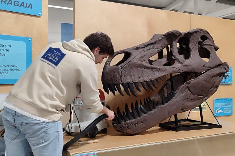 Homem limpa fóssil de dinossauro no Museu da Lourinhã