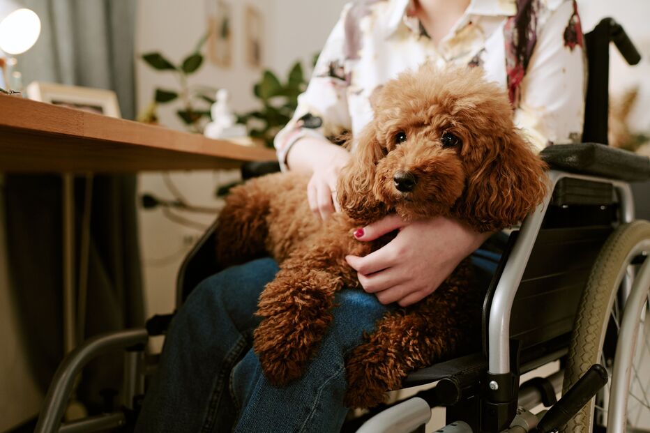 Em Portugal há cães de assistência, mas não há 