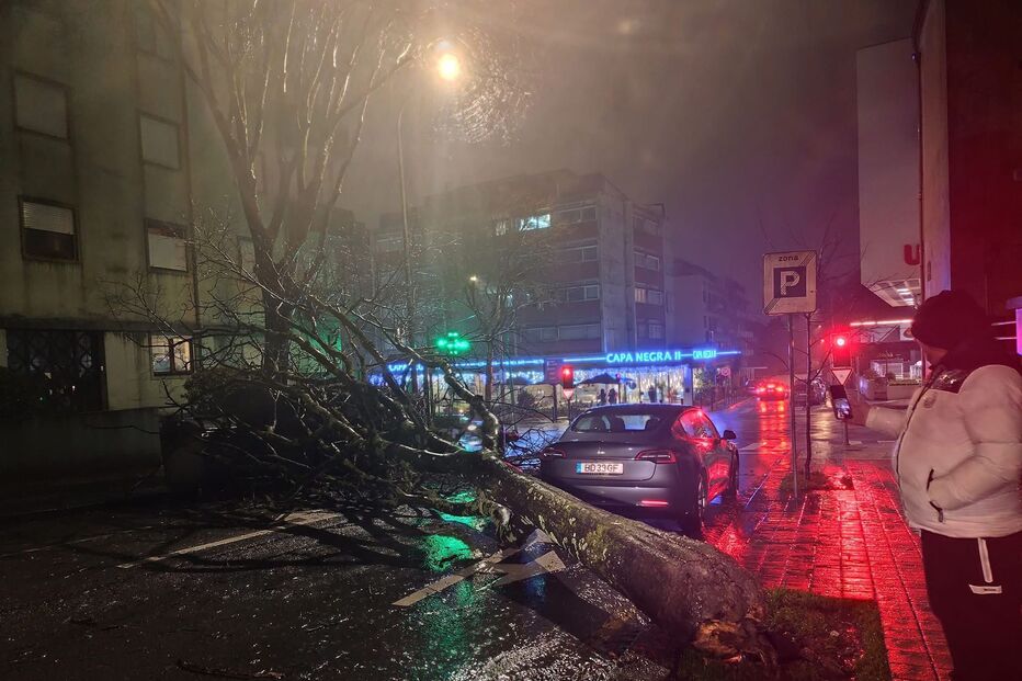 Queda de árvore no Porto