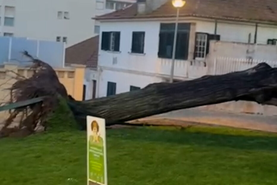 Árvores de grande porte tombadas em Mafra devido ao mau tempo  