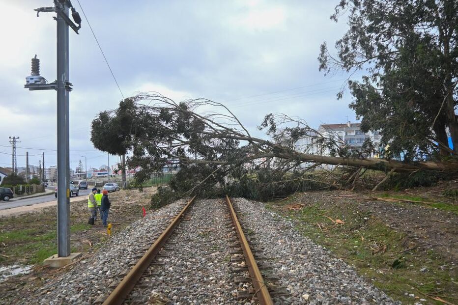 Árvore cai sobre a linha do Oeste nas Caldas da Rainha