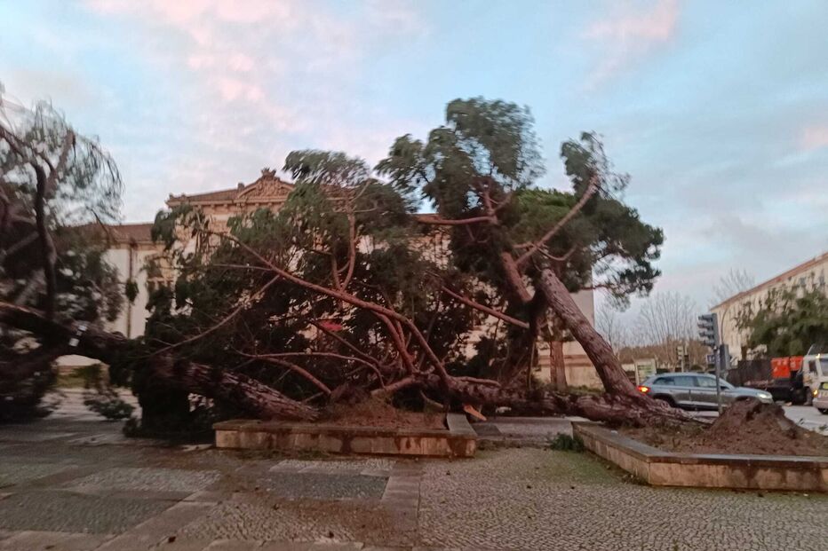 Leiria: Queda de árvores e estragos devido ao mau tempo