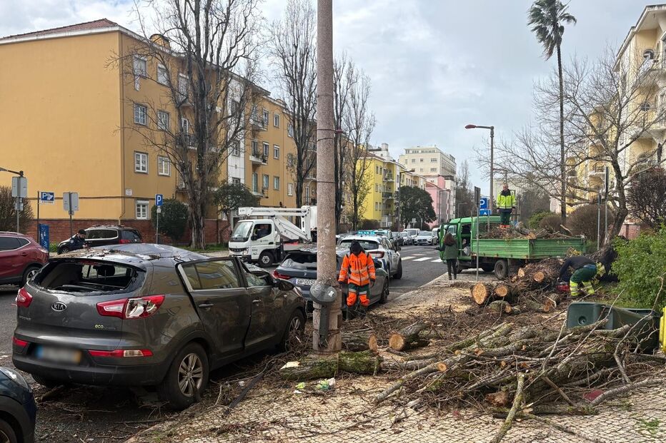 Queda de árvore danifica carros em Alvalade. Equipa remove destroços