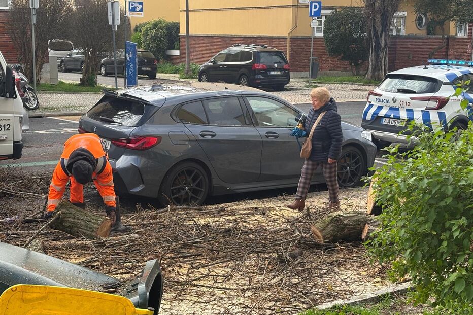 Queda de árvore em Alvalade causa danos em carros; bombeiros e polícia no local