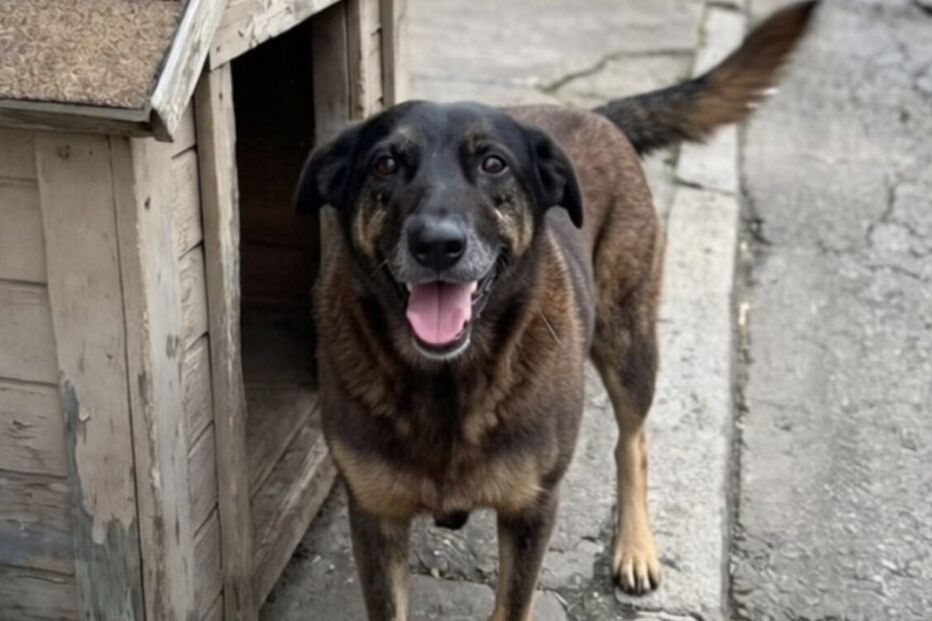 Orelha, cão comunitário da Praia Brava