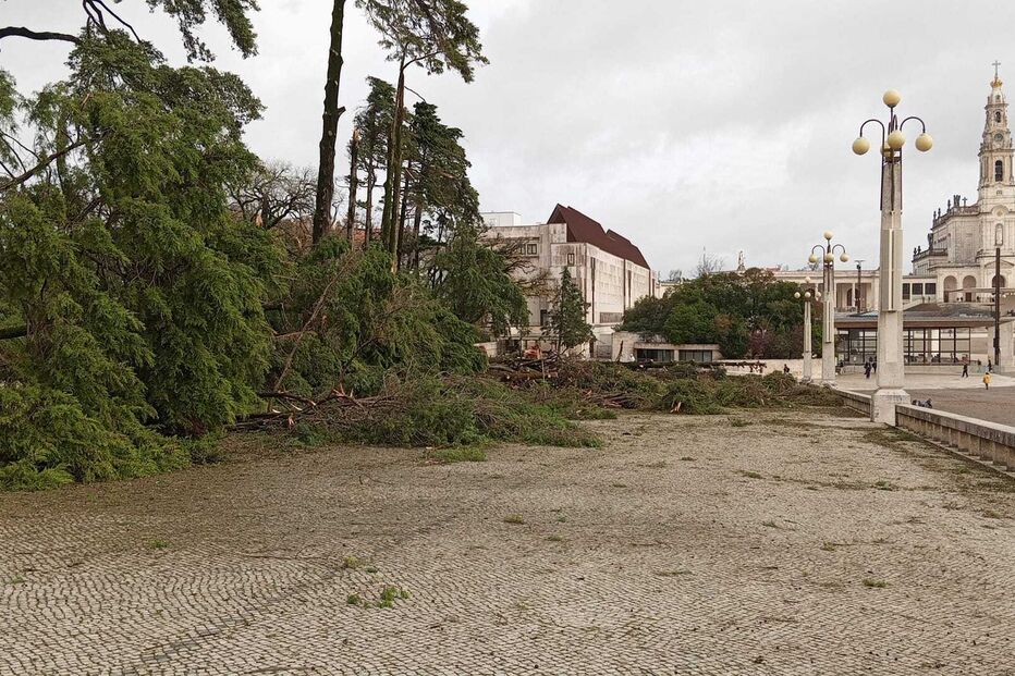 Árvores derrubadas no Santuário de Fátima