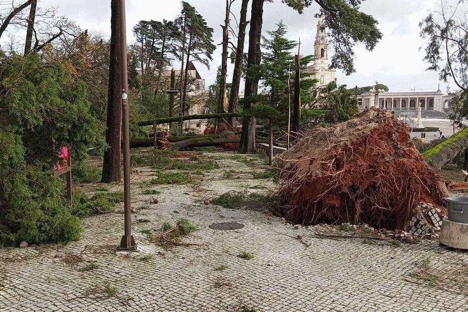 Árvores derrubadas no Santuário de Fátima