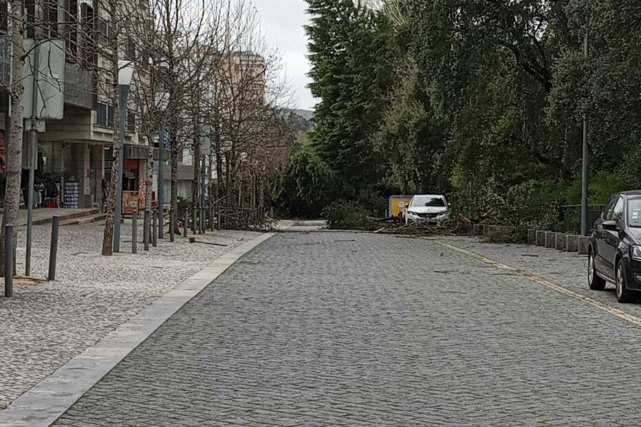 Árvores derrubadas no Santuário de Fátima