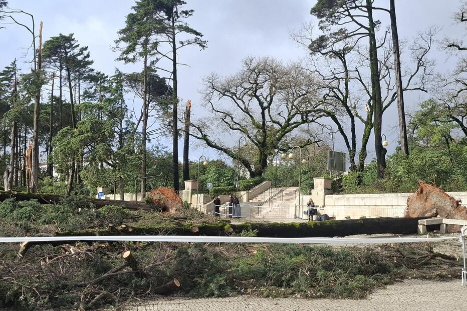Estragos no Santuário de Fátima após rajadas de vento derrubarem árvores
