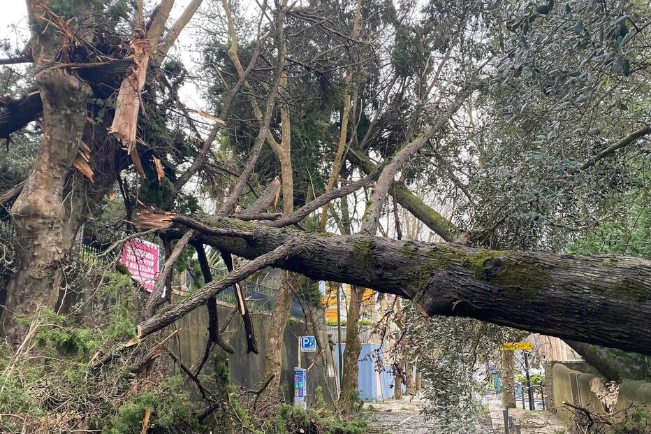 Árvores caídas
