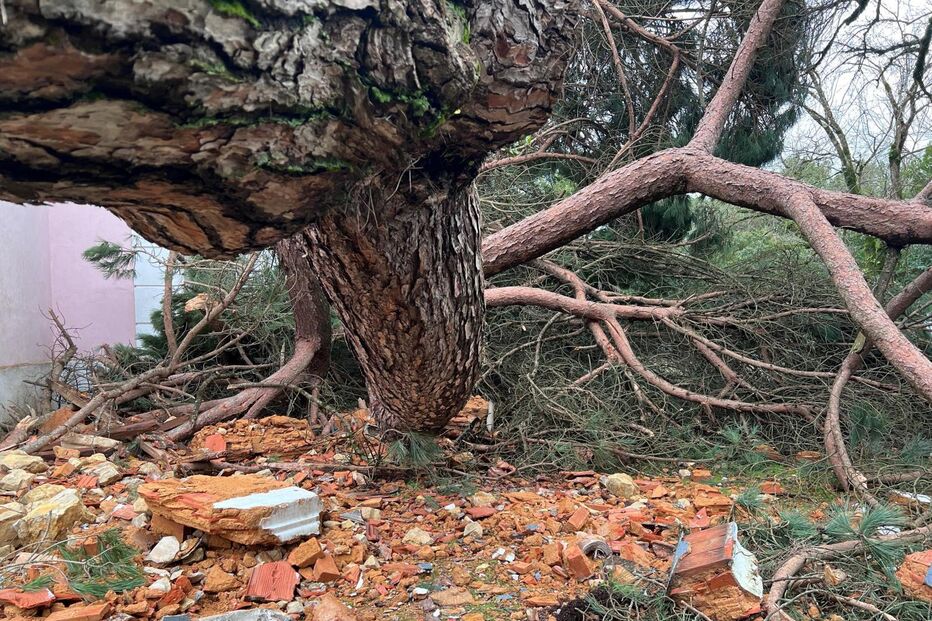 José Cid sofreu danos na sua casa em Mongofores devido à queda de um pinheiro.
