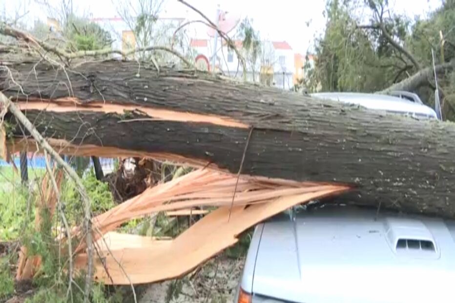 Queda de árvore corta EM 530 em Montemor-o-Novo e esmaga carro
