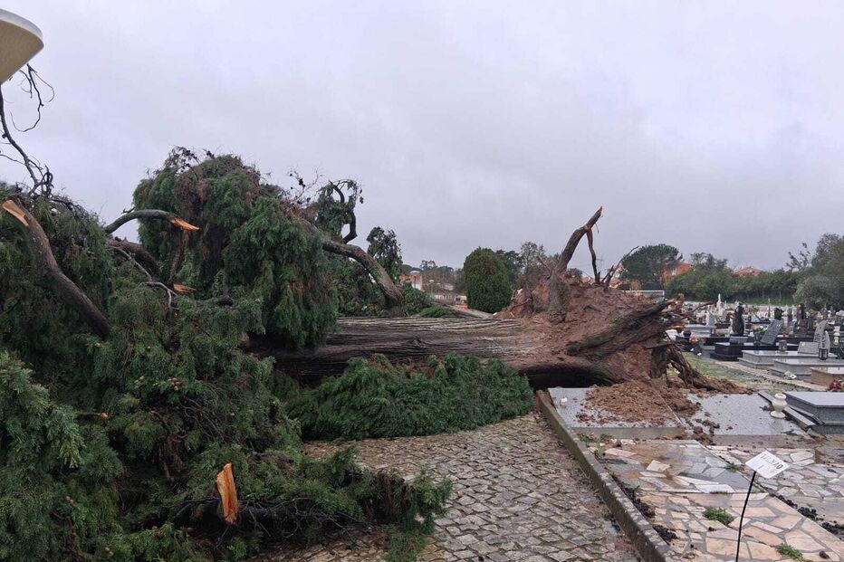 Queda de árvores destrói cemitério de Condeixa em Coimbra