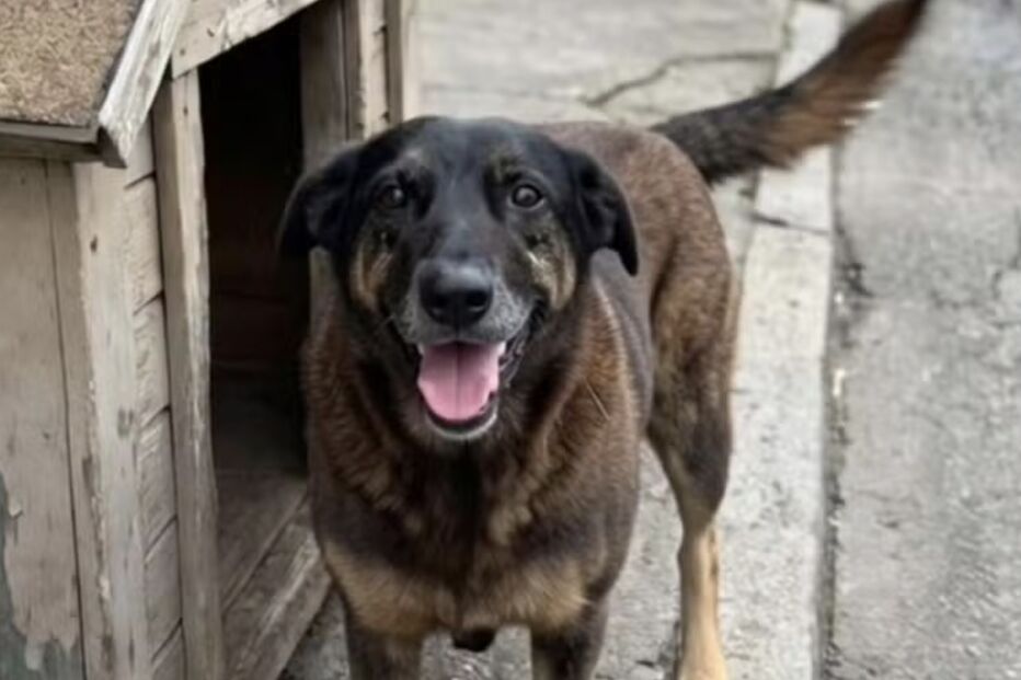 Cão marrom e preto perto de uma casota de madeira