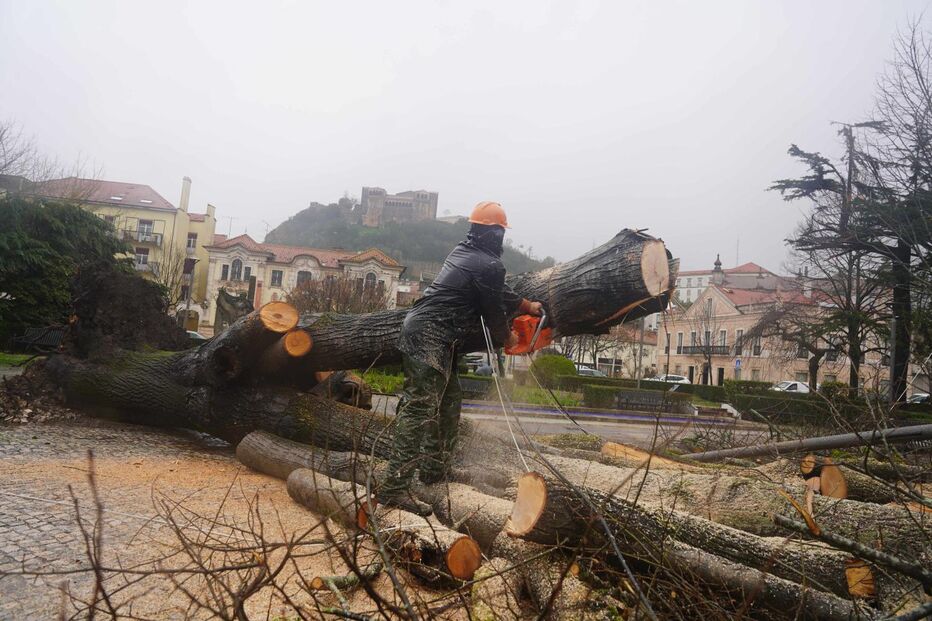 Leiria: Trabalhador corta árvore abatida após fortes estragos na cidade